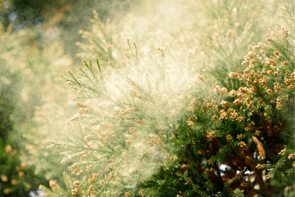 mountain cedar pollen