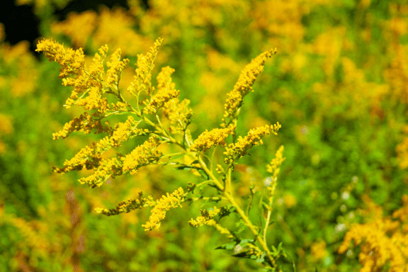 ragweed pollen