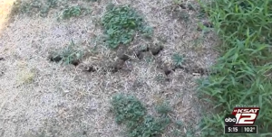 yard