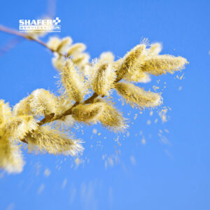 mountain cedar allergy season